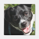 Sök efter svartvit hund magneter Valp