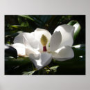 Sök efter magnolia fotografi Träd