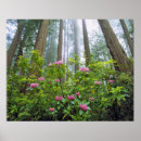Sök efter rhododendron posters Landskap