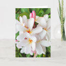 Sök efter plumeria kort Frangipani