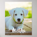 Sök efter hund eller katt posters Skapa din egen