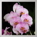 Sök efter rosa orchid konst Blommor