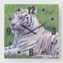 Sök efter white tiger konst Natur