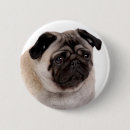 Sök efter mops knappar Husdjur