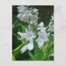 Sök efter hosta Blommor