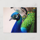 Sök efter peafowl vykort Fåglar