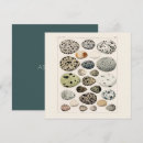 Sök efter fågelägg vykort Fåglar