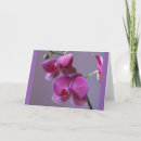 Sök efter phalaenopsis Blomsterfotografi