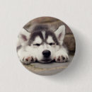 Sök efter husky knappar Valp