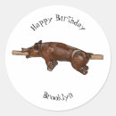 Sök efter tecknad gris klistermärken Knä