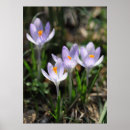 Sök efter krokus posters Vår
