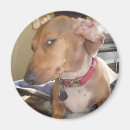 Sök efter hund refrigerator magneter För honom