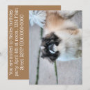 Sök efter min shih tzu inbjudningar Söt