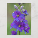 Sök efter vinge fotografi Blommigt