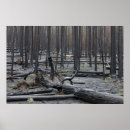 Sök efter stillbild posters Natur