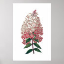 Sök efter antika botaniska tryck konst Rosa