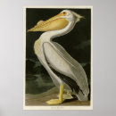 Sök efter audubon posters Litografi