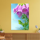 Sök efter fuchsia fotografi Blommor