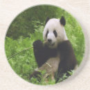 Sök efter panda underlägg Djungel