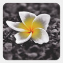 Sök efter frangipani klistermärken Blommor