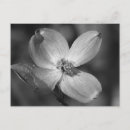Sök efter rosa dogwood vykort Träd