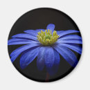 Sök efter gerbera magneter Blomma