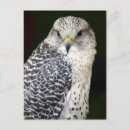 Sök efter falcon vykort Natur