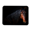 Sök efter horse magneter Fotografi