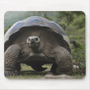 Sök efter galapagos musmattor Ecuador