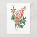 Sök efter dicentra Blommigt