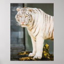 Sök efter bengal katt posters Vilda djur