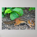 Sök efter chipmunk posters Foto