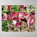 Sök efter rosa dogwood fotografi Träd