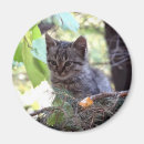 Sök efter kattfoto magneter Kattunge
