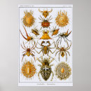 Sök efter arachnids posters Ernst haeckel