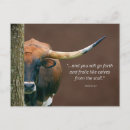 Sök efter texas longhorn Ko