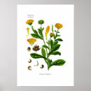 Sök efter vintage botanical posters Flower