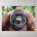 Sök efter orangutan posters Vilt