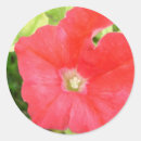 Sök efter petunia klistermärken Blommor