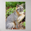 Sök efter grå färg posters Djurliv