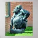 Sök efter gorilla posters Konstig