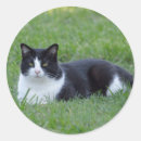 Sök efter huskatt klistermärken Kattdjur