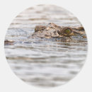 Sök efter krokodil klistermärken Vilda djur