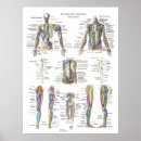 Sök efter muskel posters Diagram