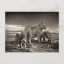 Sök efter djur natur vykort Fotografi