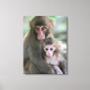 Sök efter primat posters Makaque monkey