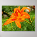 Sök efter tiger lily posters Tigerlilja