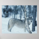 Sök efter canislupus Natur