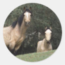 Sök efter mustang klistermärken Bob langré