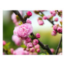 Sök efter japanska fotografi posters Blomma